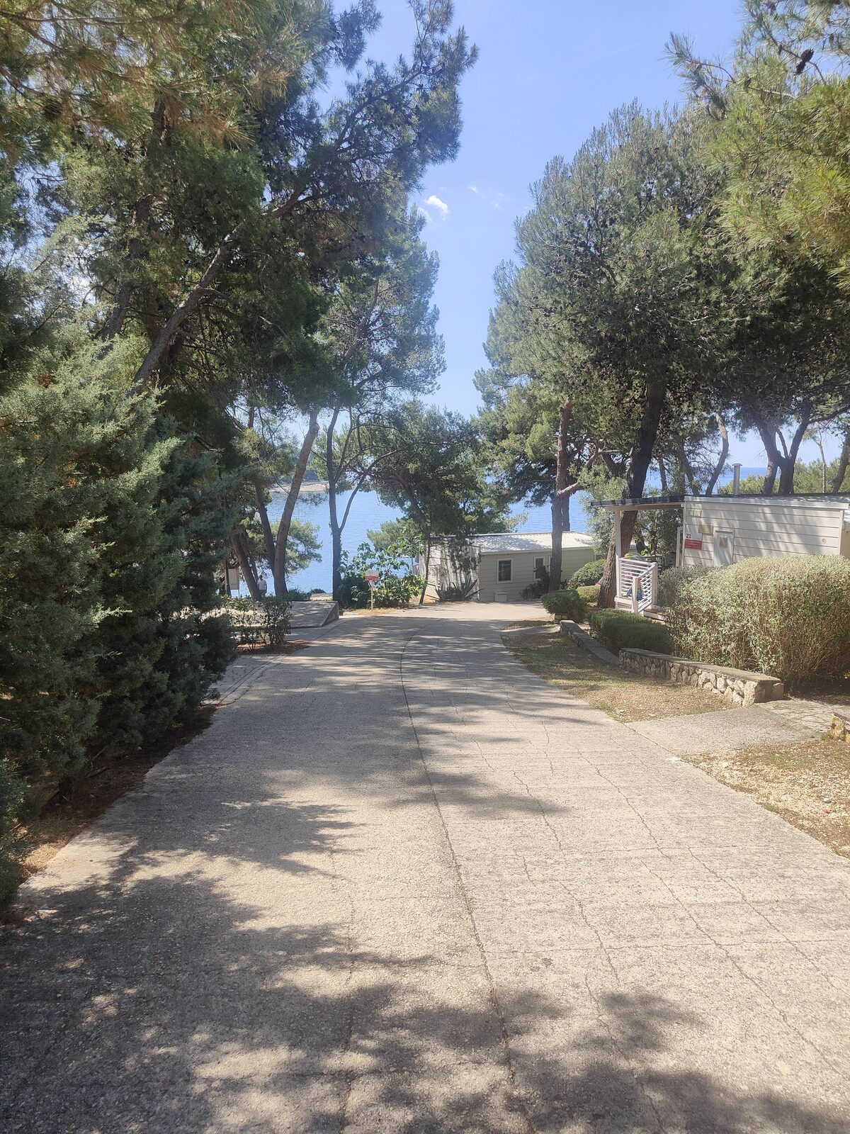 Weg durch den Pinienwald
