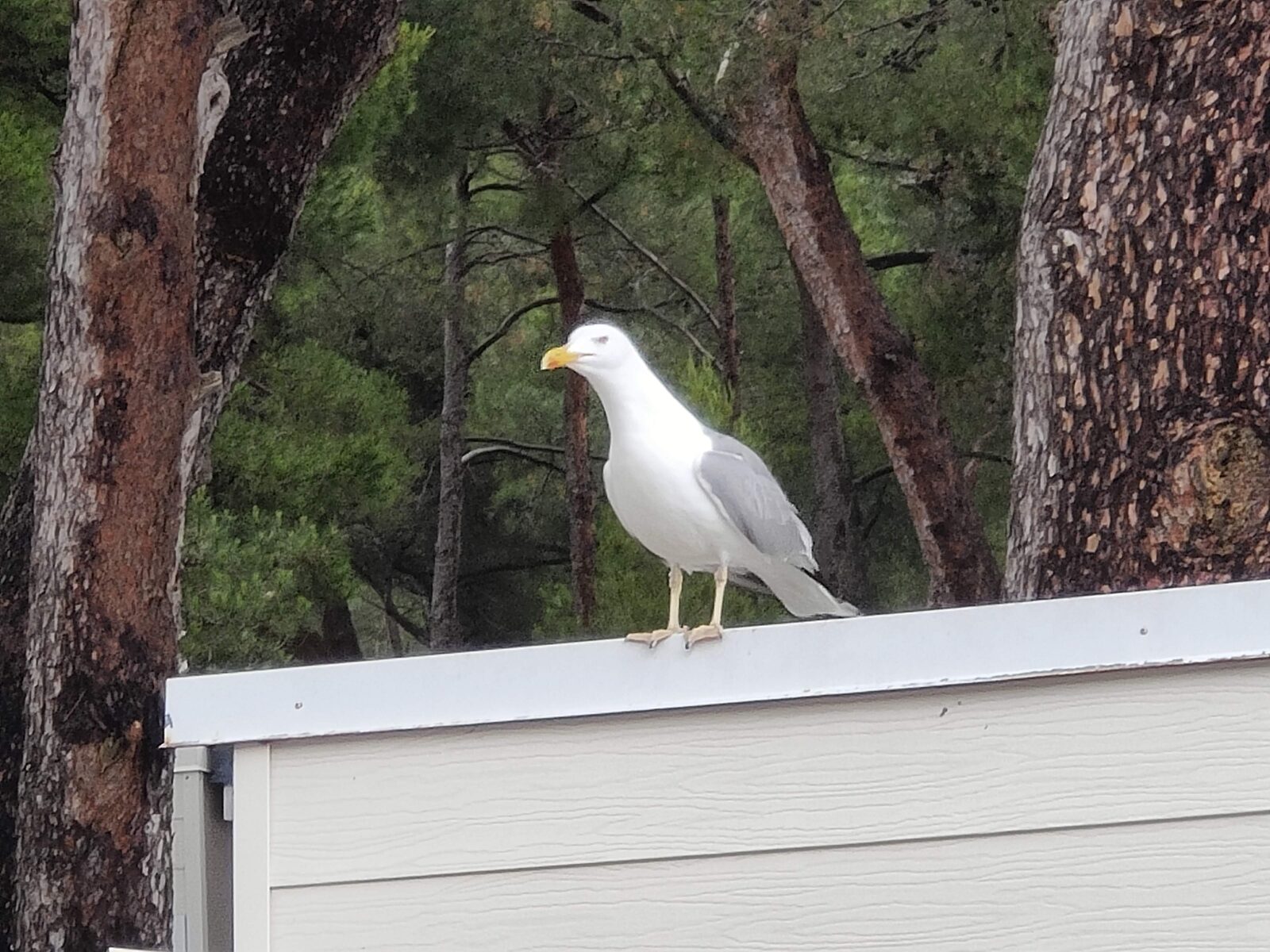 Möwe auf dem Dach
